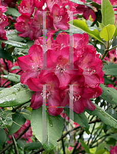 Picture of Rhododendron (subgenus Rhododendron) 'Red River'
