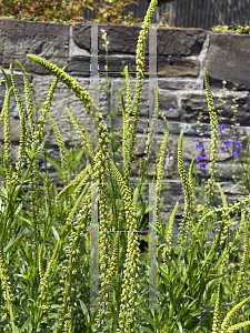 Picture of Reseda luteola '~Species'