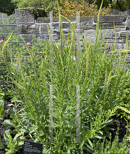 Picture of Reseda luteola '~Species'