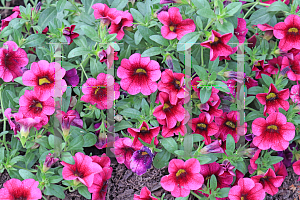 Picture of Impatiens x 'SunPatiens'