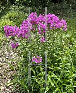 Picture of Phlox  'Fashionably Early Flamingo'