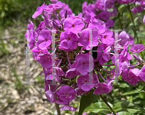 Picture of Phlox  'Fashionably Early Flamingo'