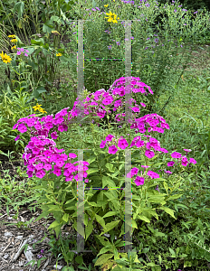 Picture of Phlox paniculata 'Ka-Pow Purple'