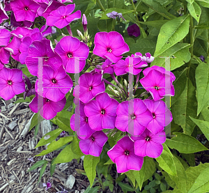 Picture of Phlox paniculata 'Ka-Pow Purple'