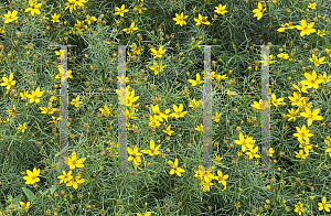 Picture of Coreopsis verticillata '~Species'