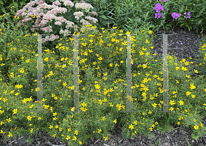 Picture of Coreopsis verticillata '~Species'