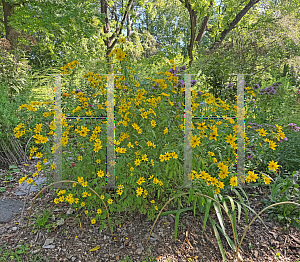 Picture of Bidens aristosa '~Species'