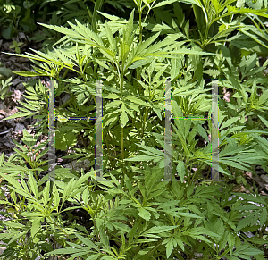 Picture of Bidens aristosa '~Species'