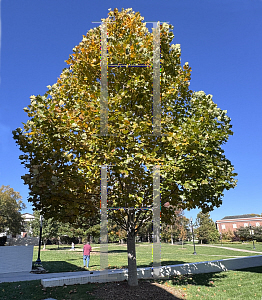 Picture of Liriodendron tulipifera 'Emerald City'