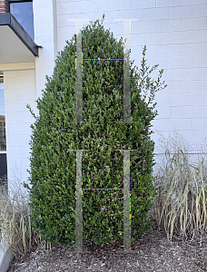 Picture of Ilex x 'RutHol1' (Emerald Colonnade)
