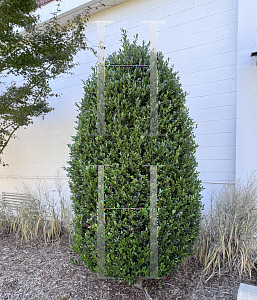 Picture of Ilex x 'RutHol1' (Emerald Colonnade)