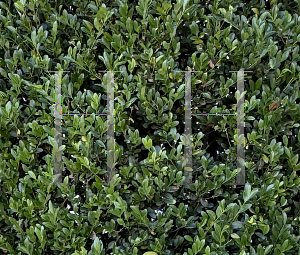 Picture of Ilex x 'RutHol1' (Emerald Colonnade)