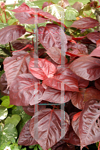 Picture of Acalypha wilkesiana 'Louisiana Red'