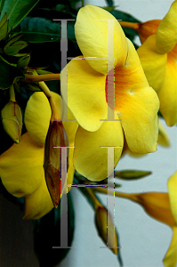 Picture of Allamanda cathartica 'Hendersonii'