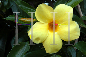 Picture of Allamanda cathartica 'Hendersonii'