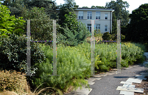 Picture of Amsonia hubrichtii 