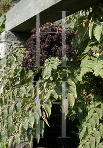 Picture of Aralia spinosa 