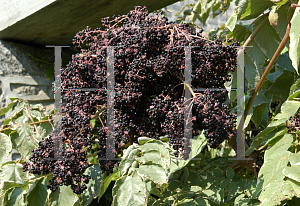 Picture of Aralia spinosa 