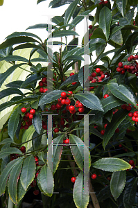 Picture of Ardisia crenata 