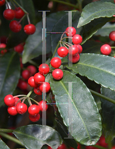 Picture of Ardisia crenata 