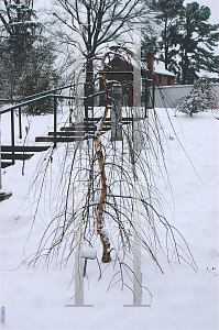 Picture of Betula nigra 'Summer Cascade'