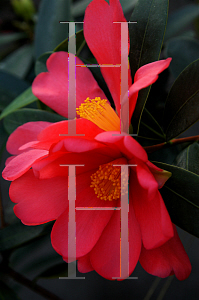 Picture of Camellia sasanqua 