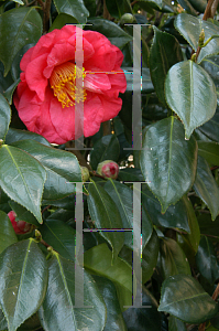 Picture of Camellia japonica 'Drama Girl'