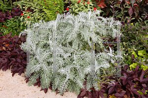 Picture of Centaurea cineraria 'Colchester White'