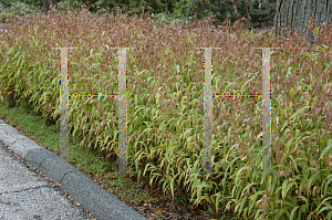 Picture of Chasmanthium latifolium 