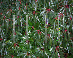 Picture of Daphniphyllum macropodum 