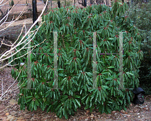 Picture of Daphniphyllum macropodum 