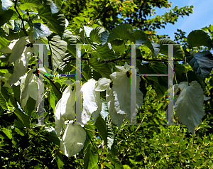 Picture of Davidia involucrata 