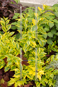 Picture of Duranta erecta 'Golden Edge'