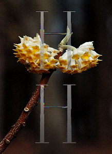 Picture of Edgeworthia chrysantha 