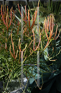 Picture of Euphorbia tirucalli 'Sticks on Fire'