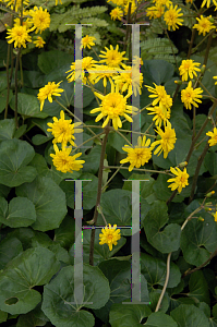 Picture of Farfugium japonicum 'Jitsuko's Star'