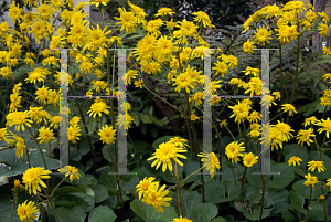 Picture of Farfugium japonicum 'Jitsuko's Star'