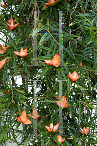 Picture of Freycinetia multiflora 