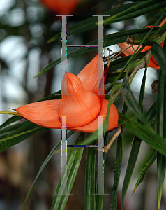 Picture of Freycinetia multiflora 