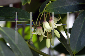 Picture of Holboellia latifolia 