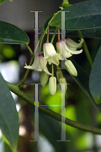 Picture of Holboellia latifolia '~Species'