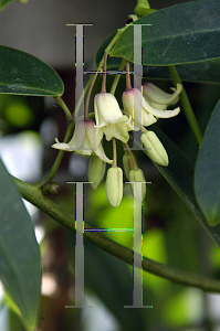 Picture of Holboellia latifolia 