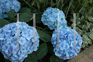 Picture of Hydrangea macrophylla 'Mathilda Gutges'