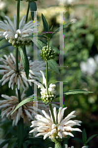 Picture of Leonotis leonurus 'Alba'