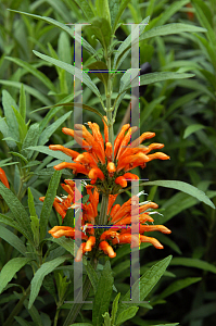 Picture of Leonotis leonurus 