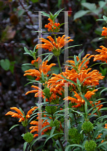 Picture of Leonotis leonurus 