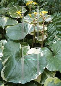 Picture of Farfugium japonicum 'Argenteum'