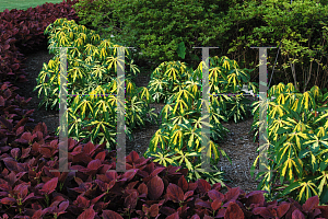 Picture of Manihot esculenta 'Variegata'