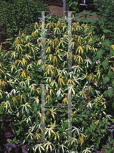 Picture of Manihot esculenta 'Variegata'