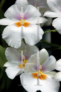 Picture of Miltonia  